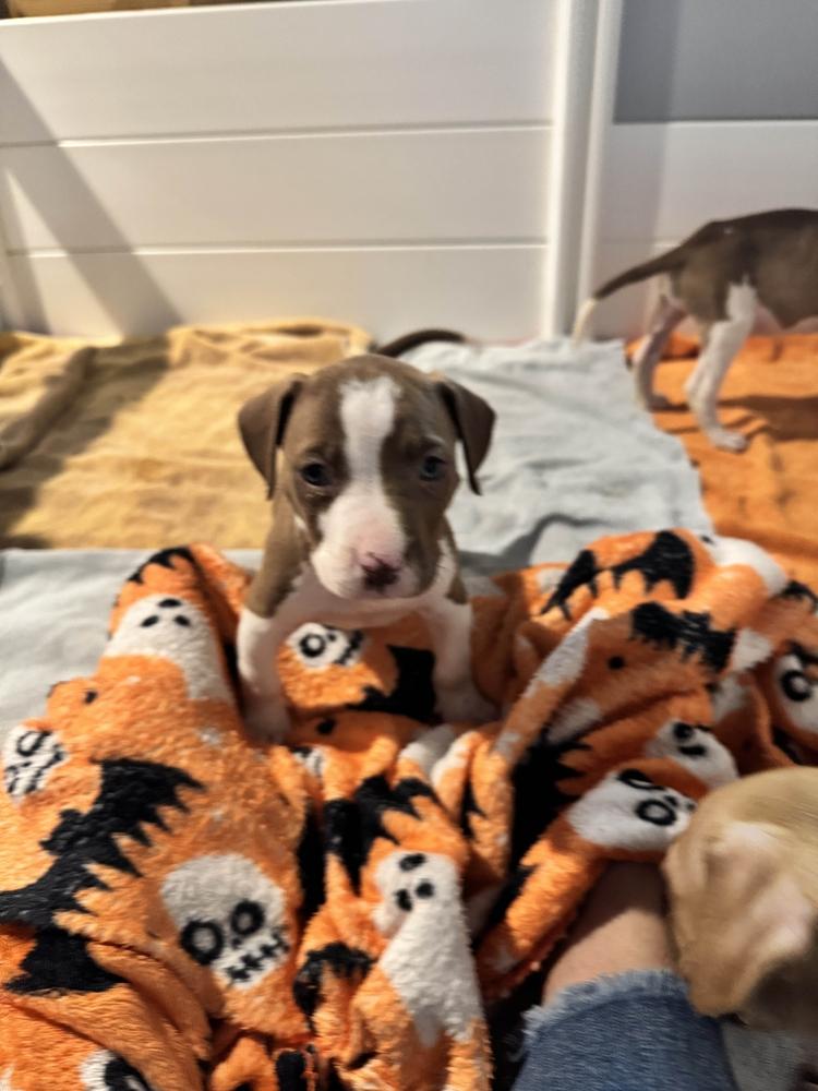 Enlarge Triver, a Adoptable mixed breed in Grand Rapids, MI image 4/6