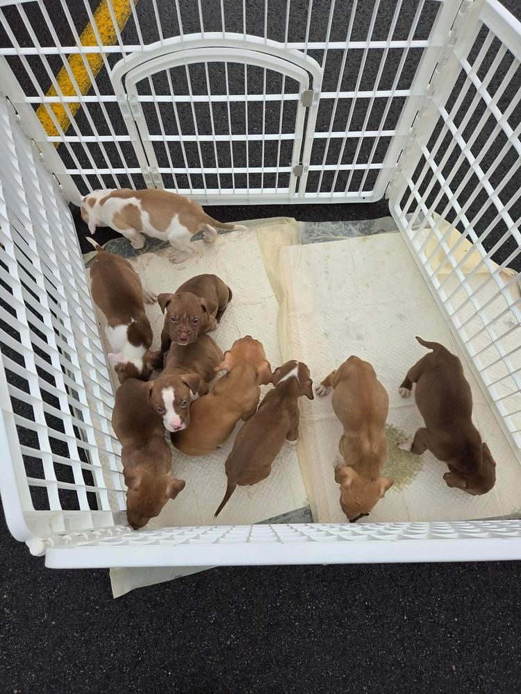 Enlarge Triver, a Adoptable mixed breed in Grand Rapids, MI image 5/6