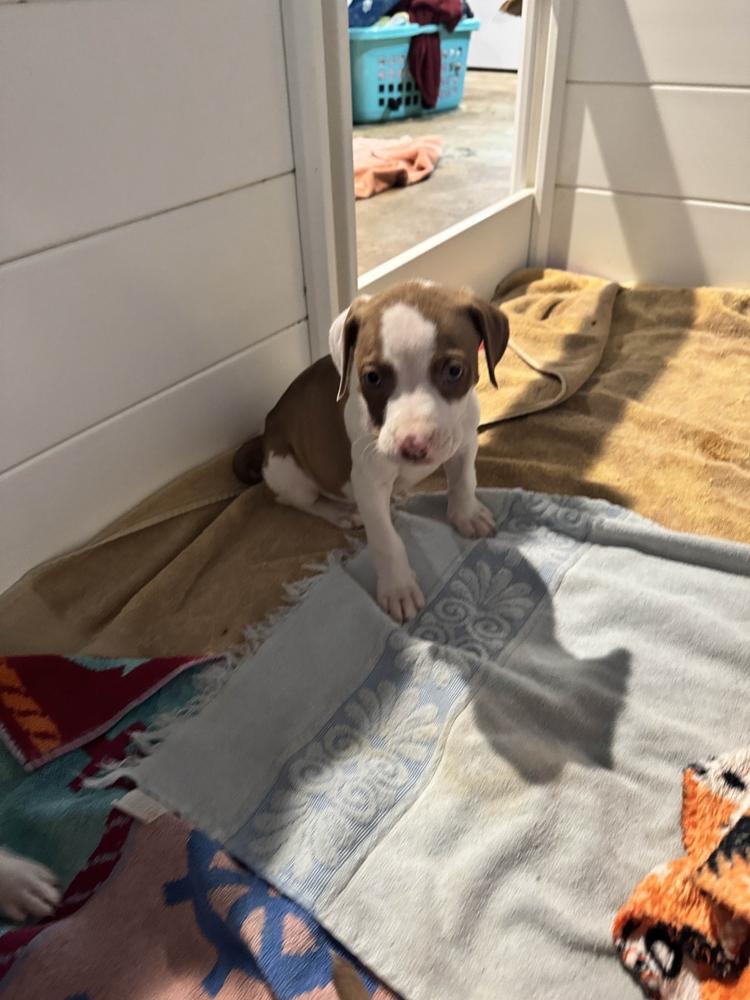 Enlarge Triver, a Adoptable mixed breed in Grand Rapids, MI image 6/6