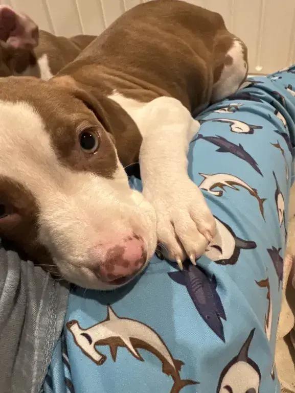 Travist, Adoptable, Puppy Male Mixed Breed.