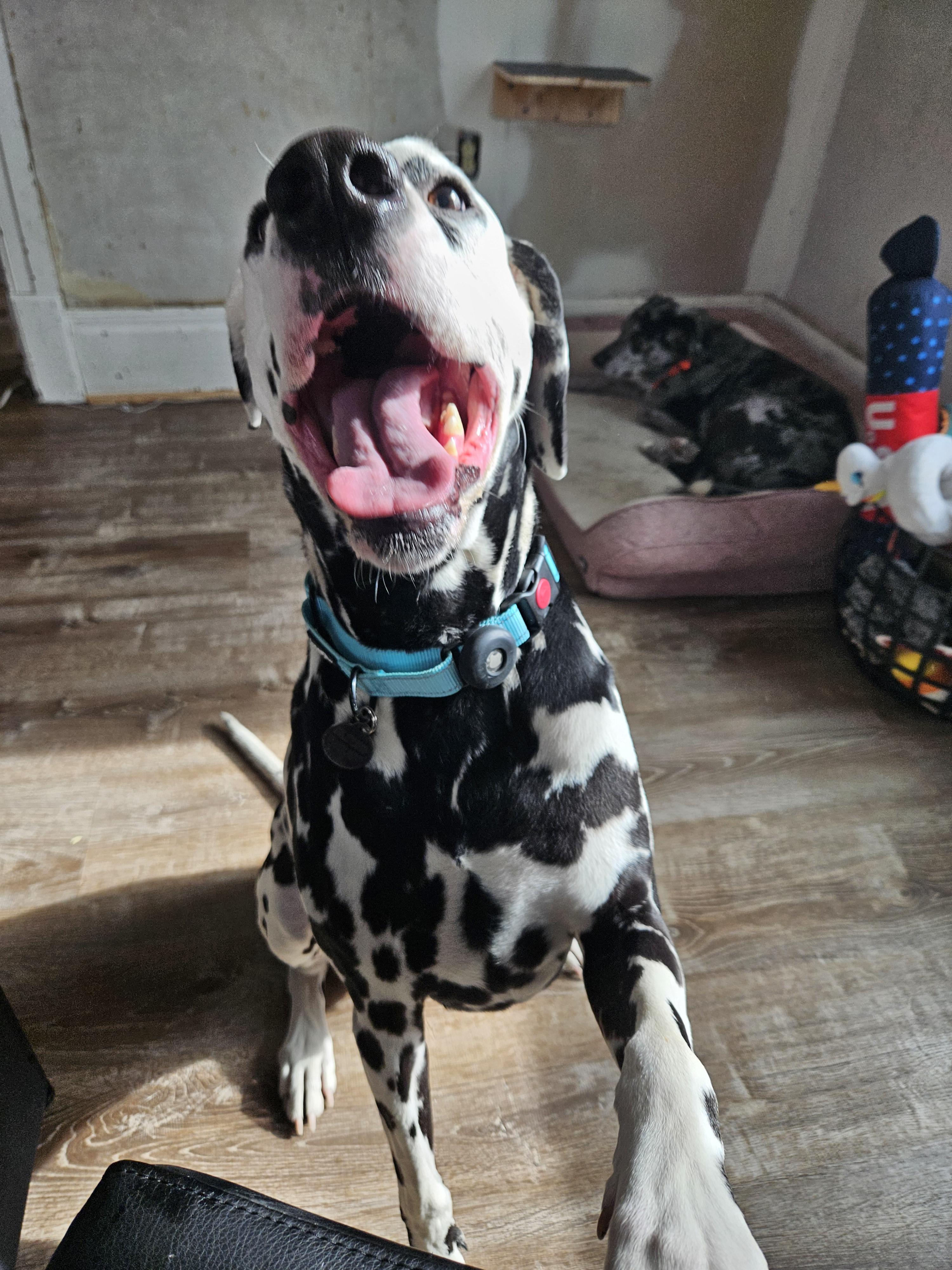 Enlarge Pongo, a Adoptable Dalmatian in China Township, MI image 2/6