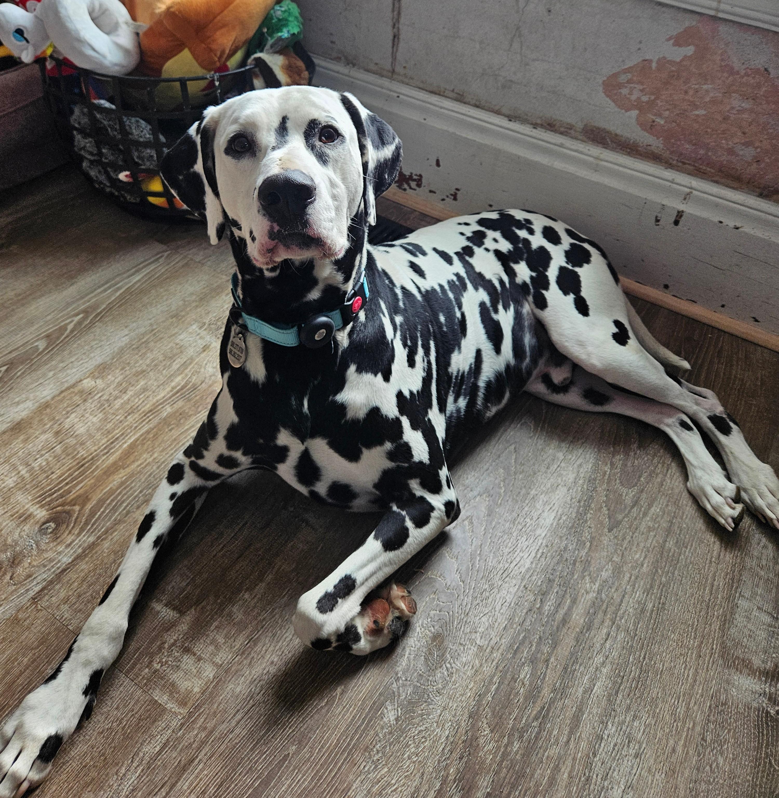 Pongo, Adoptable, Adult Male Dalmatian.