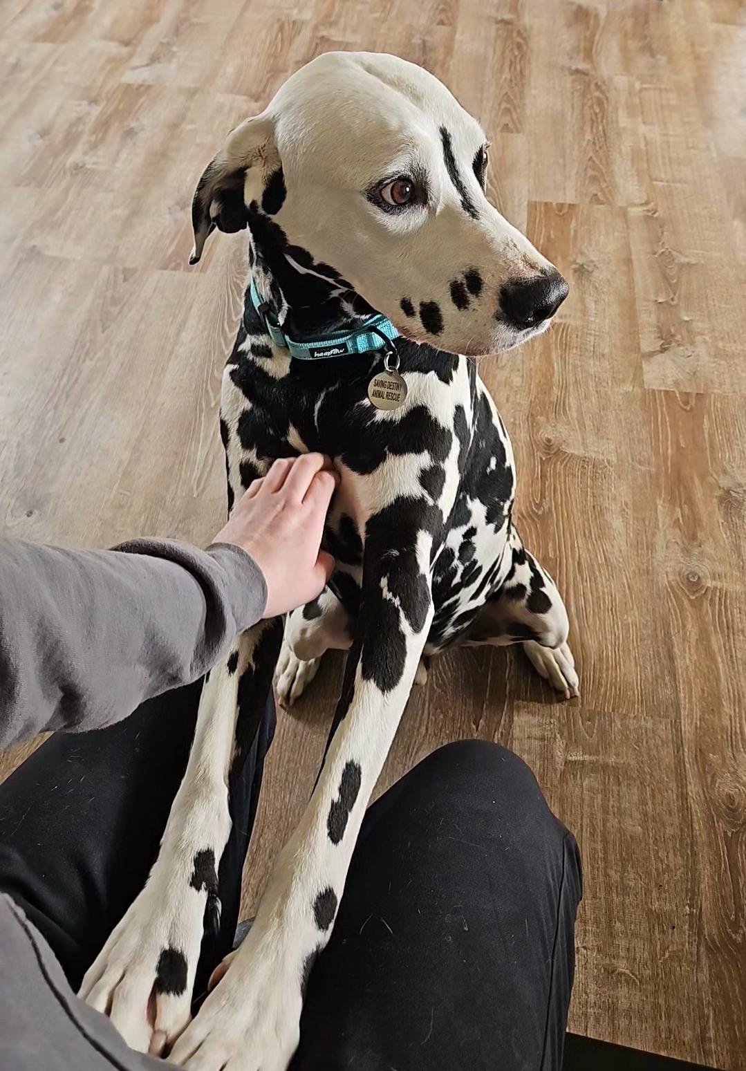 Enlarge Pongo, a Adoptable Dalmatian in China Township, MI image 3/6