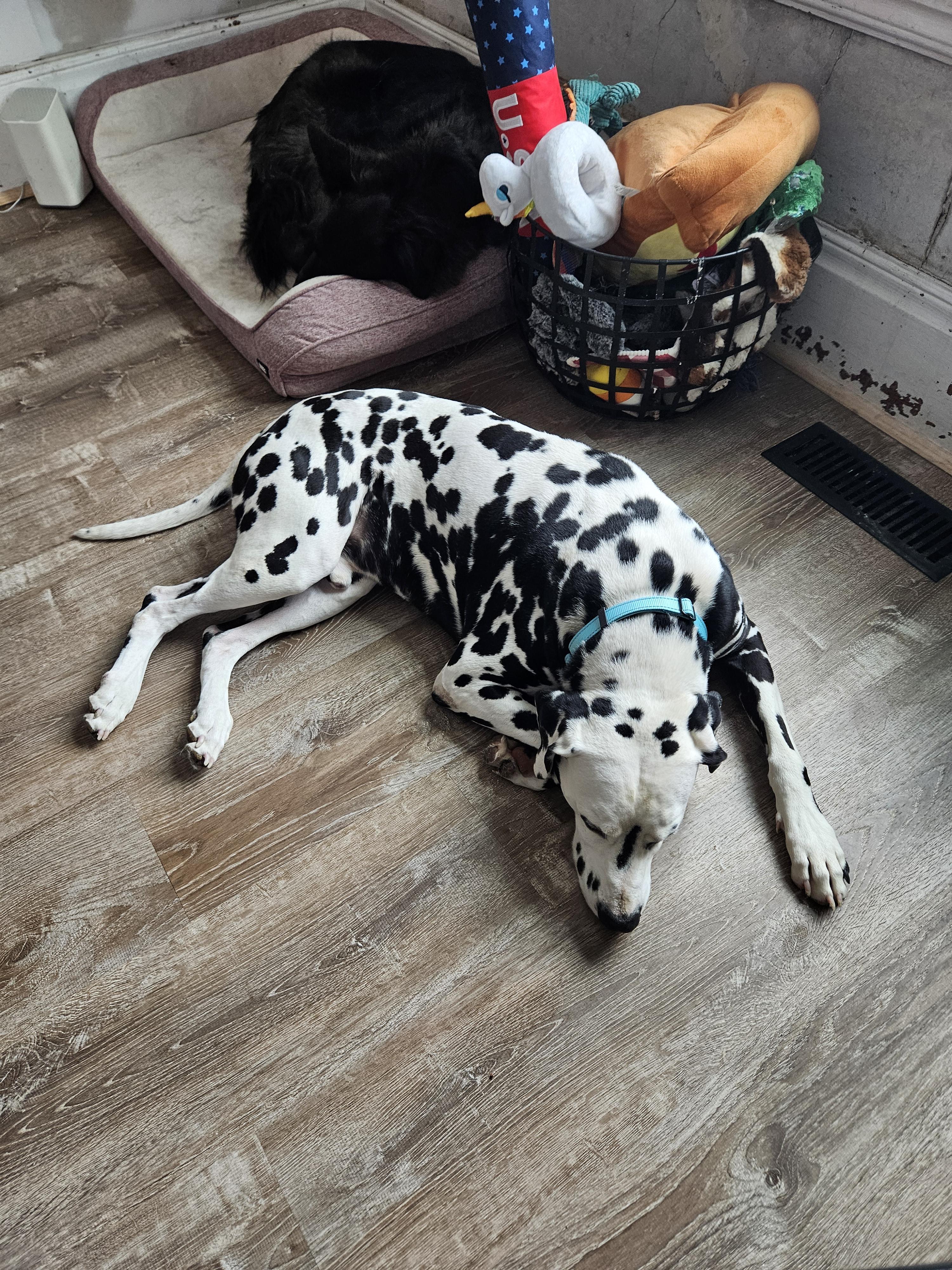 Enlarge Pongo, a Adoptable Dalmatian in China Township, MI image 4/6