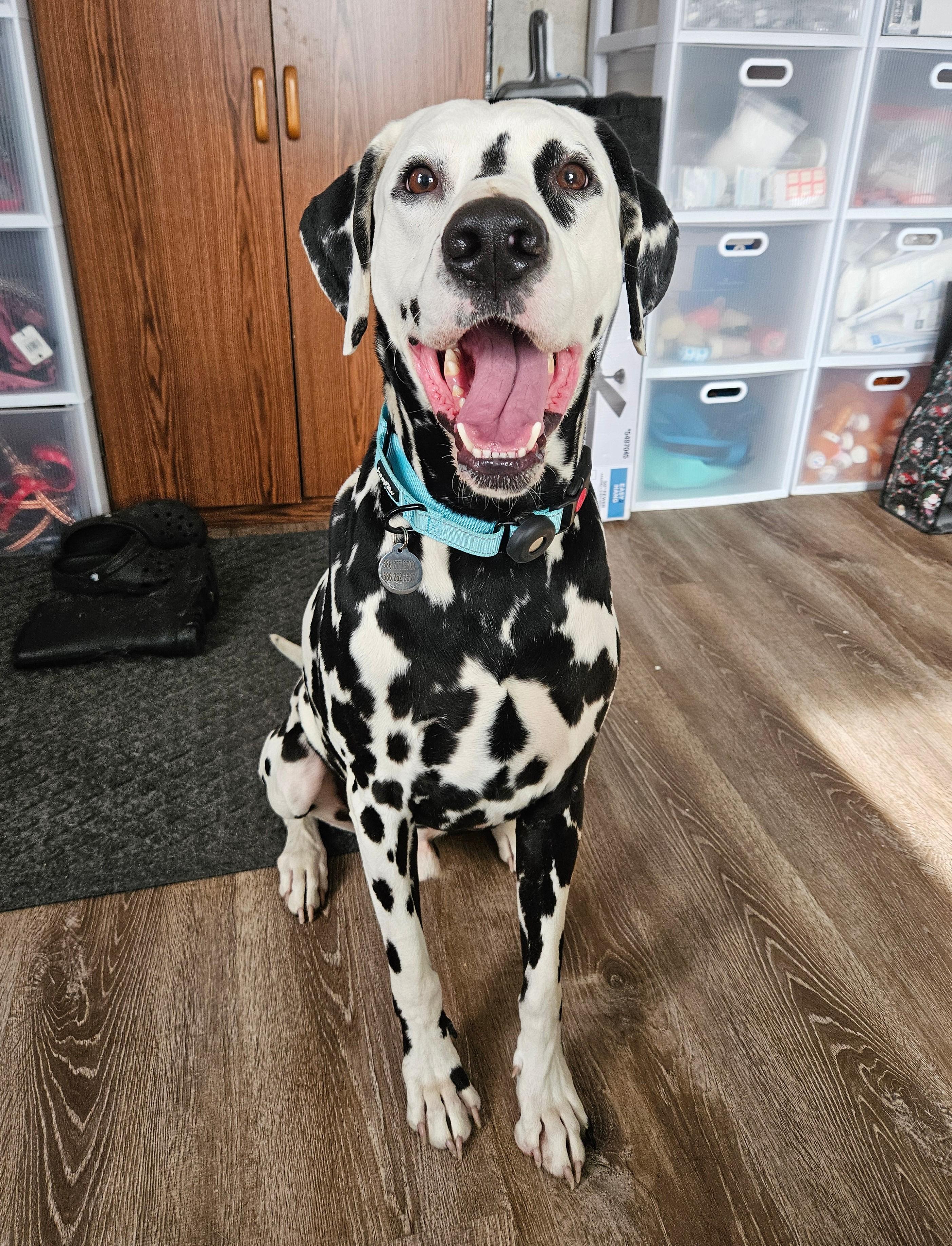 Enlarge Pongo, a Adoptable Dalmatian in China Township, MI image 5/6