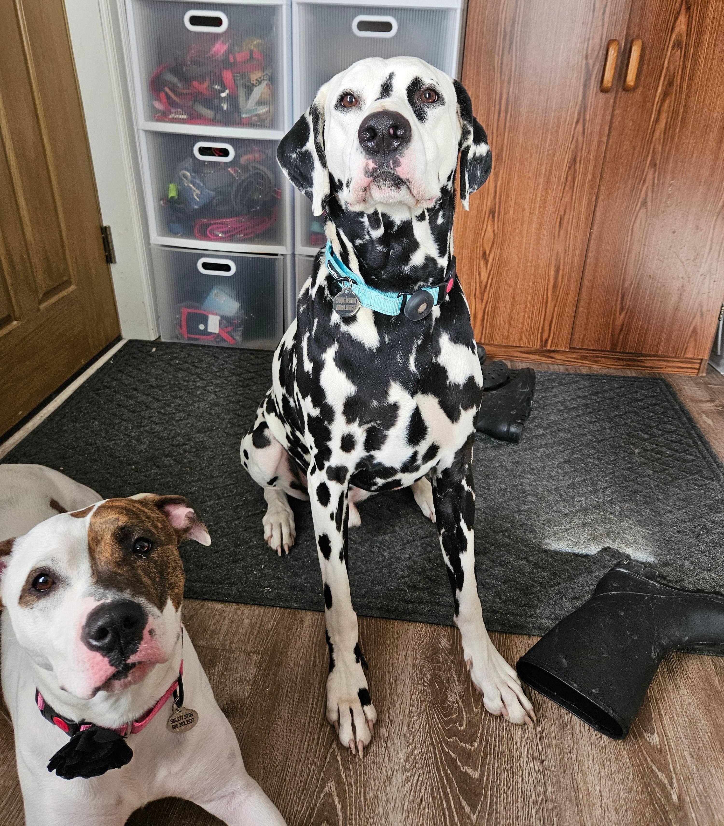 Enlarge Pongo, a Adoptable Dalmatian in China Township, MI image 6/6