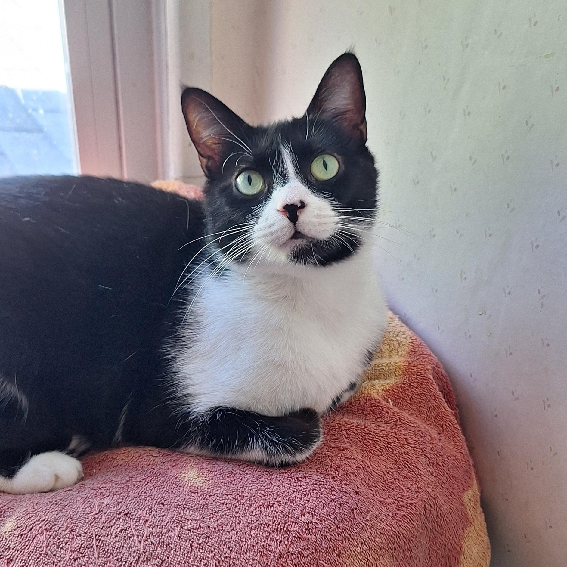 Marigold, Adoptable, Adult Female Domestic Short Hair.