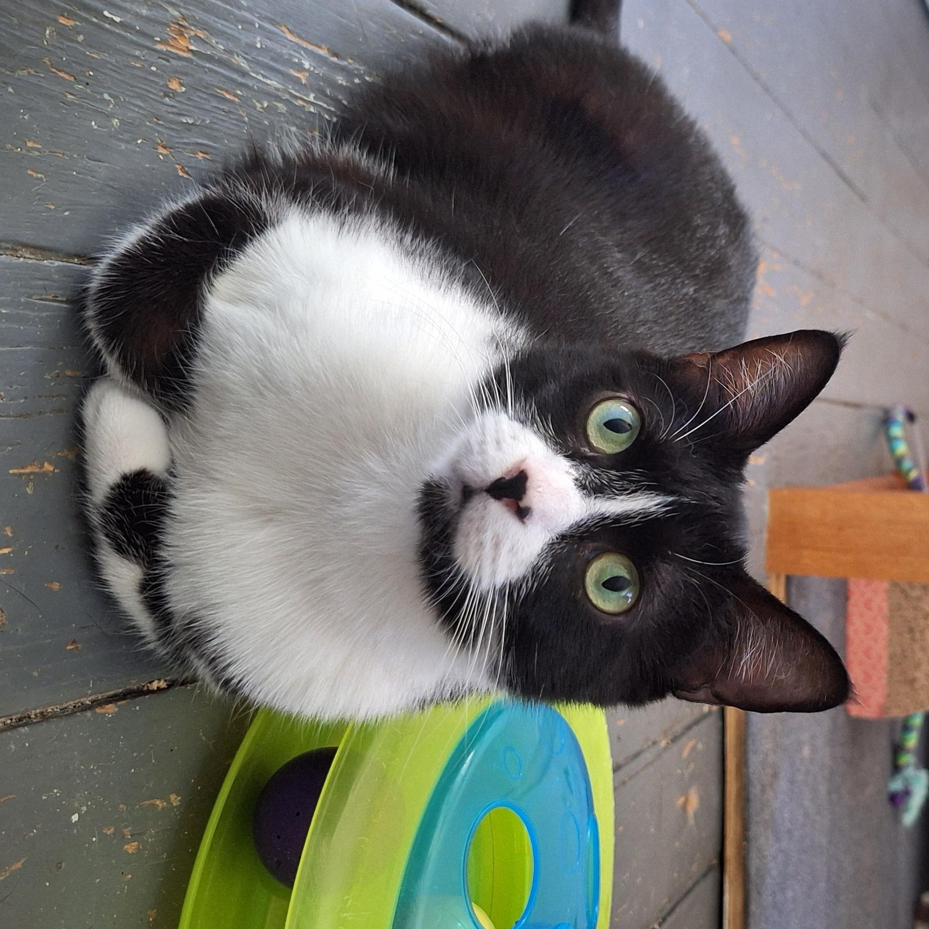 Enlarge Marigold, a Adoptable Domestic Short Hair in BUTLER, PA image 2/4