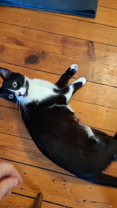 Enlarge Marigold, a Adoptable Domestic Short Hair in BUTLER, PA video 4/4