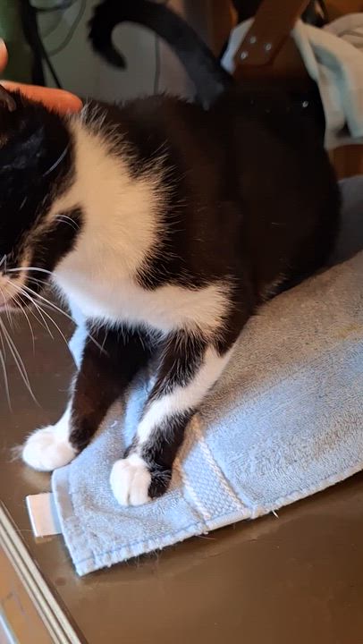 Enlarge Marigold, a Adoptable Domestic Short Hair in BUTLER, PA video 3/4