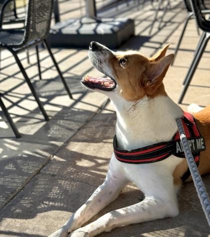 Enlarge Sonic*, a Adoptable mixed breed in El Paso, TX image 1/3