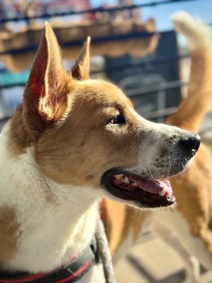 Enlarge Sonic*, a Adoptable mixed breed in El Paso, TX image 3/3