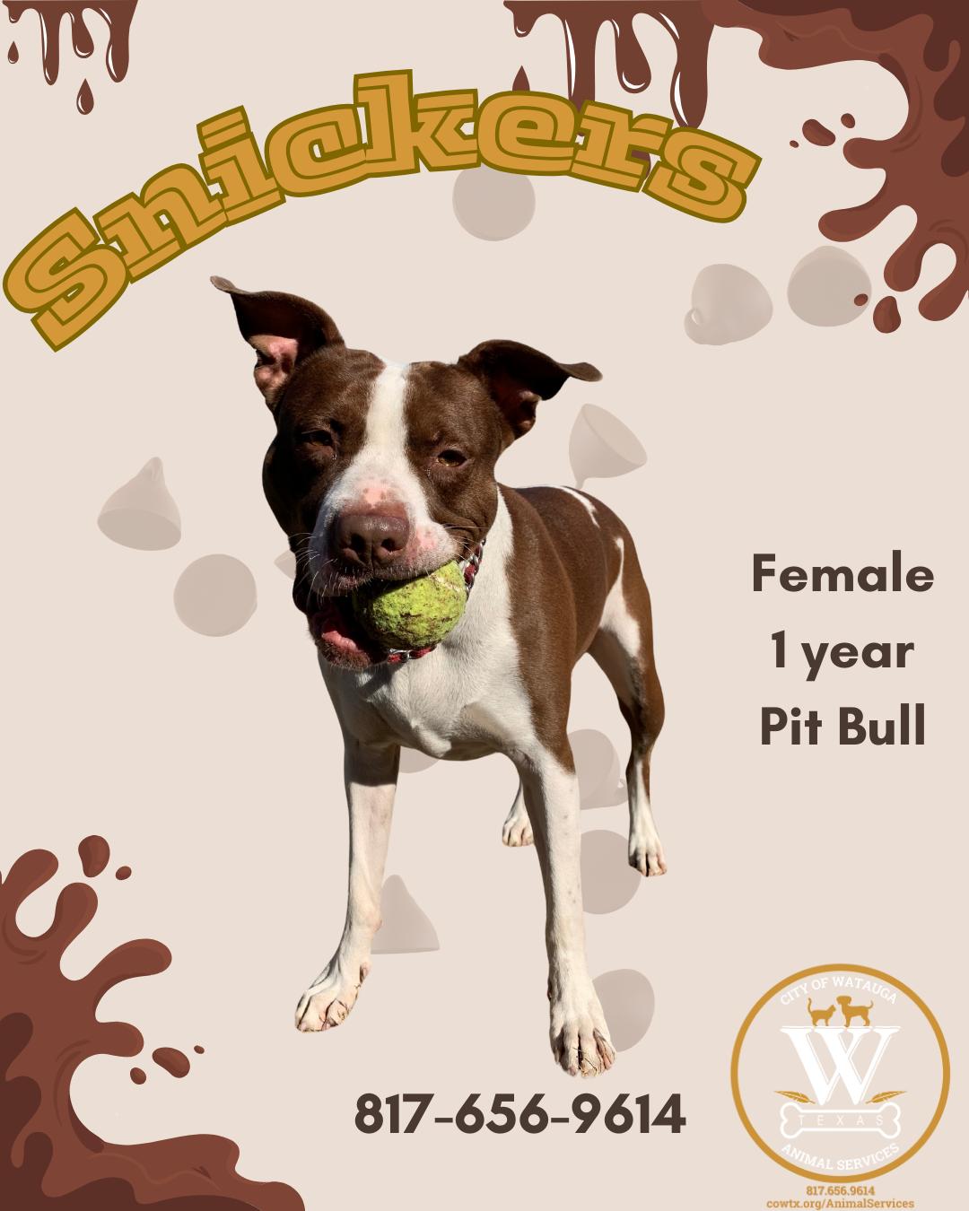 Enlarge Snickers, a ADOPTABLE Pit Bull Terrier in Watauga, TX image 1/1