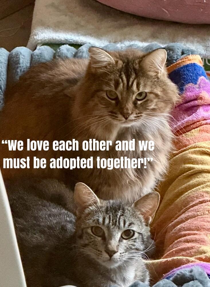 Rosie (Bonded with Moochie), Adoptable, Adult Female Siberian & Domestic Medium Hair.