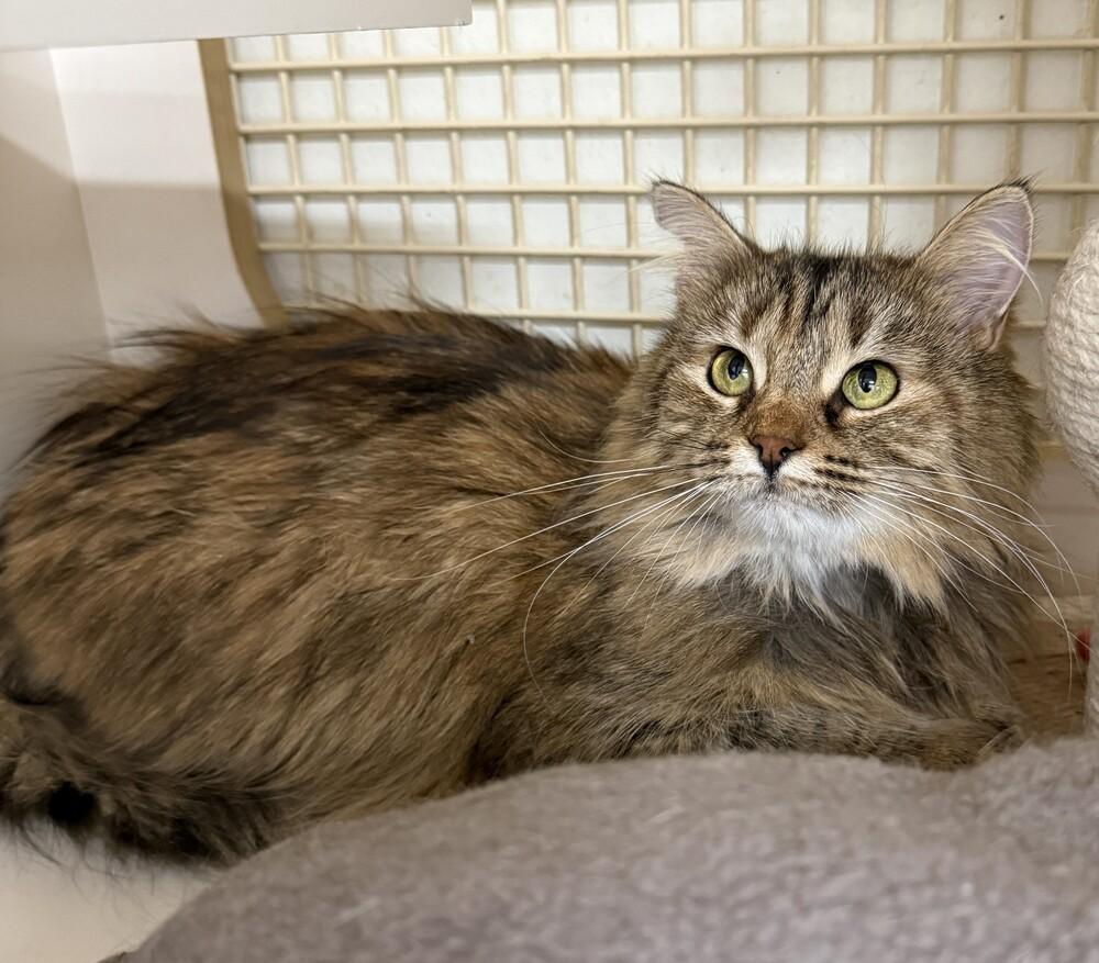 Enlarge Rosie (Bonded with Moochie), a Adoptable mixed breed in Little Rock, AR image 1/4