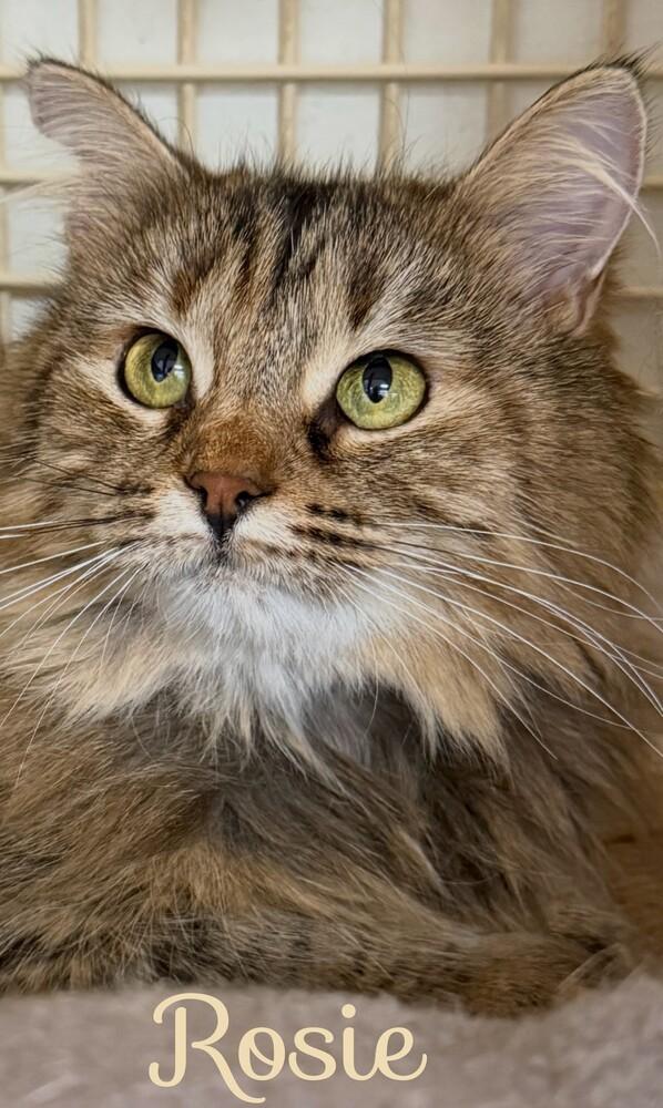 Enlarge Rosie (Bonded with Moochie), a Adoptable mixed breed in Little Rock, AR image 3/4