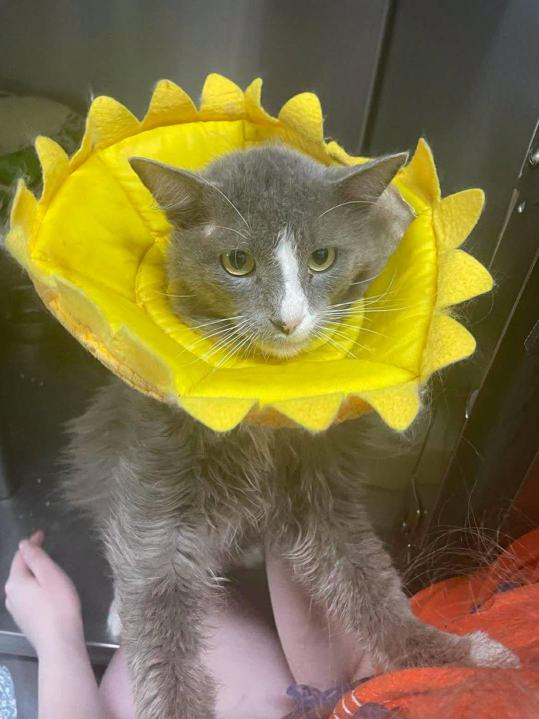 Fatty, ADOPTABLE, Adult Male Domestic Long Hair.