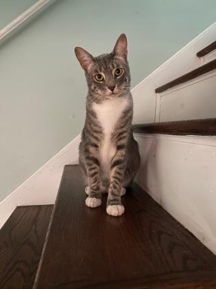 Rag Tag, a Adoptable Domestic Short Hair in Savannah, GA image 1/3