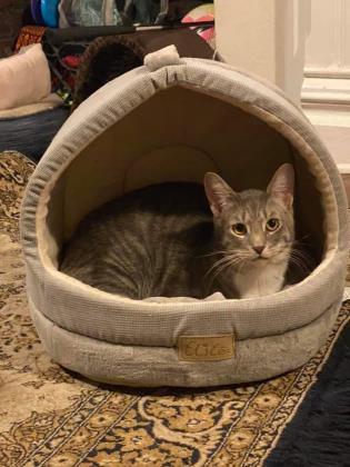 Enlarge Rag Tag, a Adoptable Domestic Short Hair in Savannah, GA image 1/3