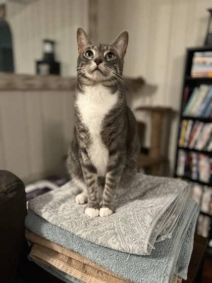 Rag Tag, a Adoptable Domestic Short Hair in Savannah, GA image 3/3