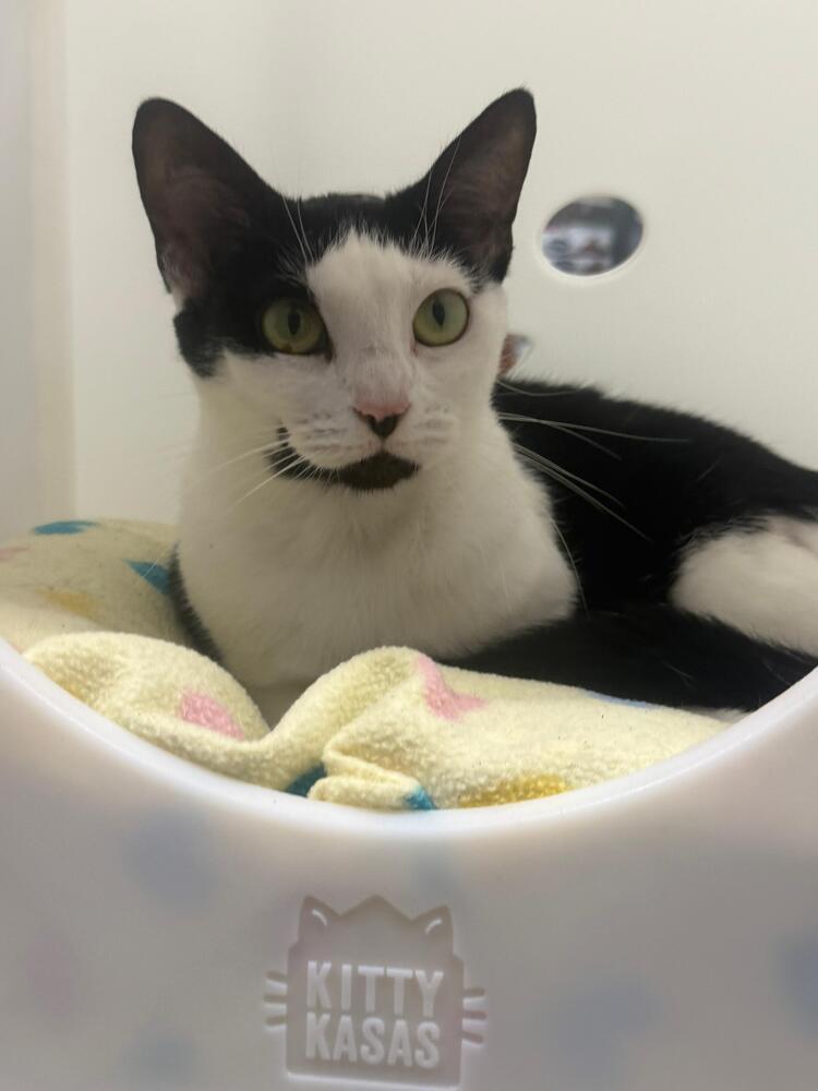 Enlarge Lucy, a Adoptable Domestic Short Hair in Orlando, FL image 1/3