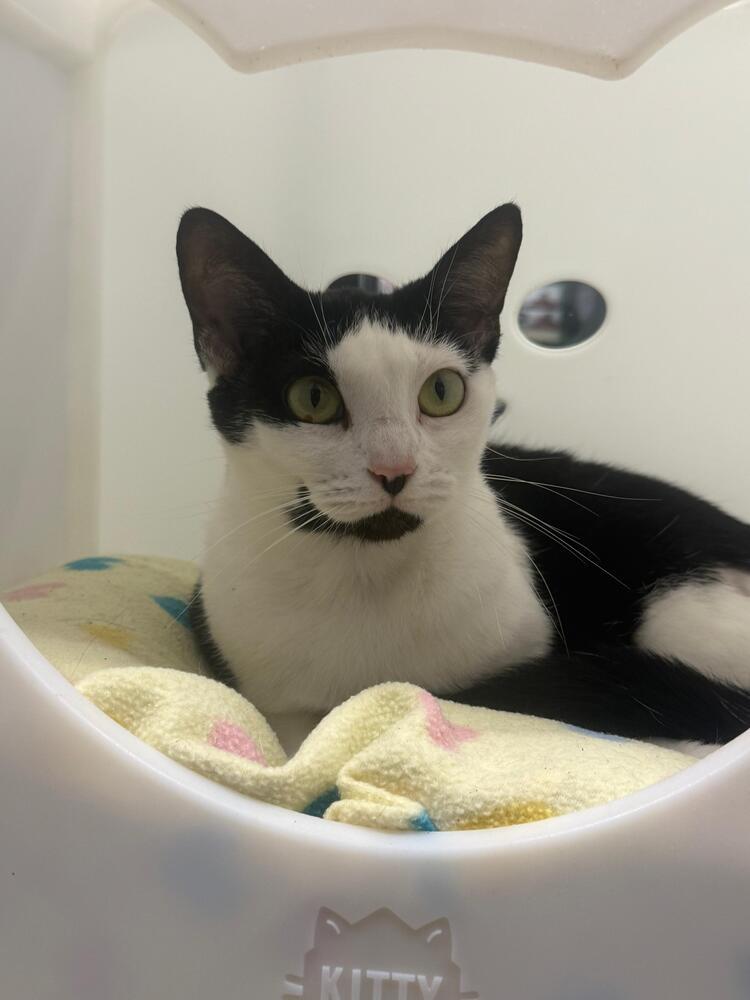 Enlarge Lucy, a Adoptable Domestic Short Hair in Orlando, FL image 2/3