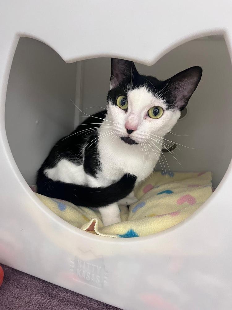 Enlarge Lucy, a Adoptable Domestic Short Hair in Orlando, FL image 3/3