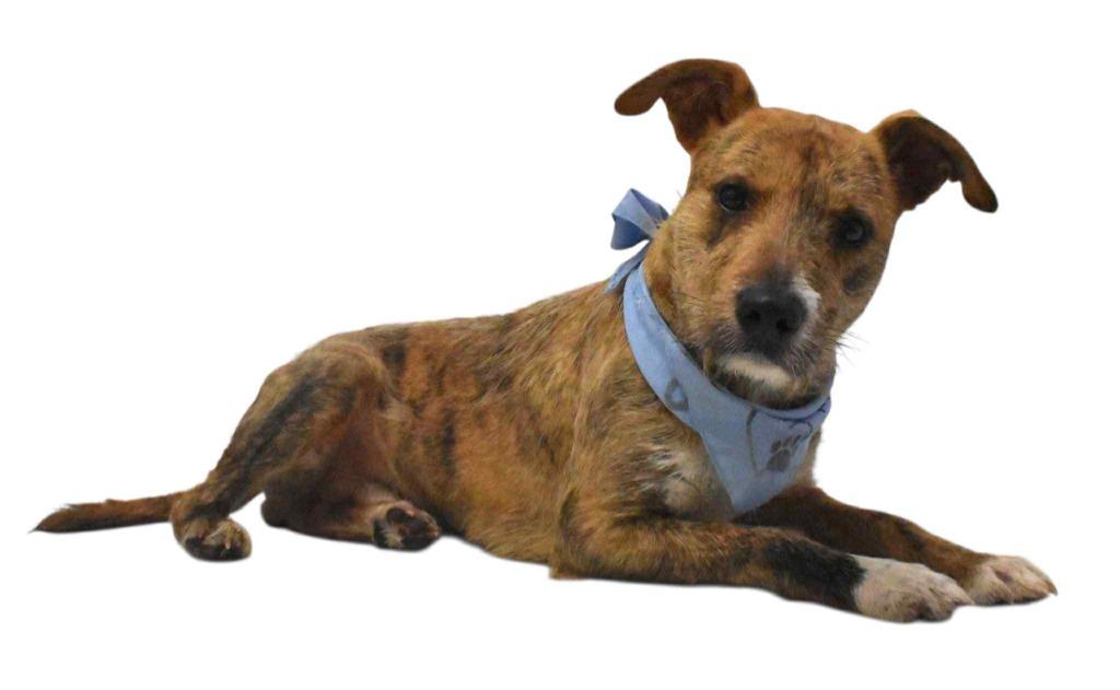 Pretzel, Adoptable, Adult Male Wirehaired Terrier.