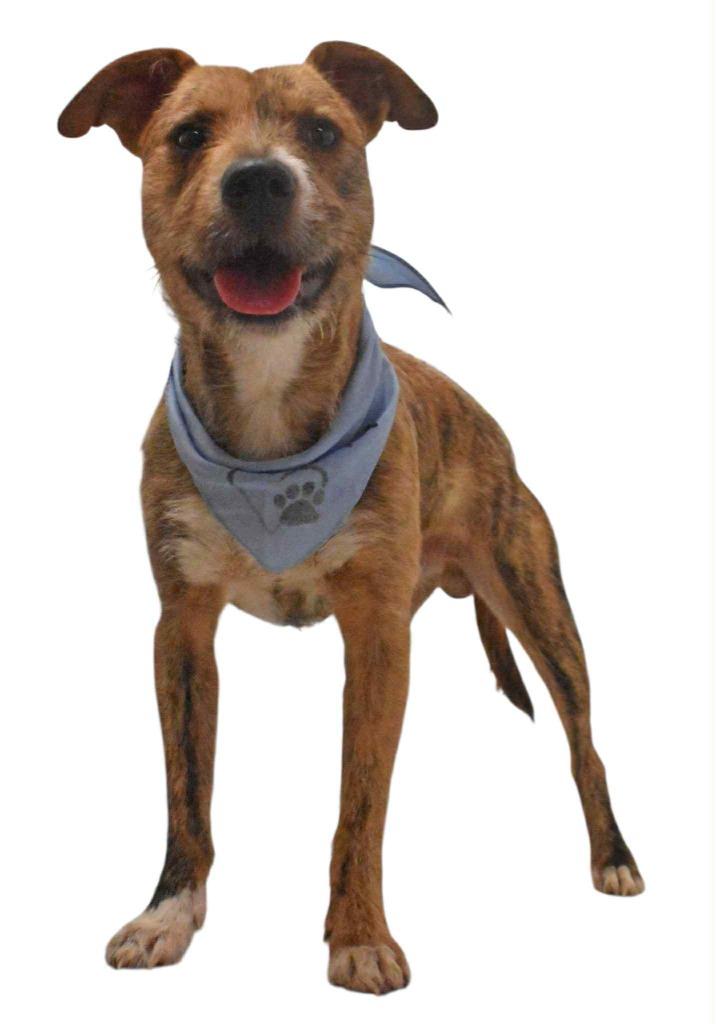 Enlarge Pretzel, a Adoptable Wirehaired Terrier in Springfield, OH image 2/6