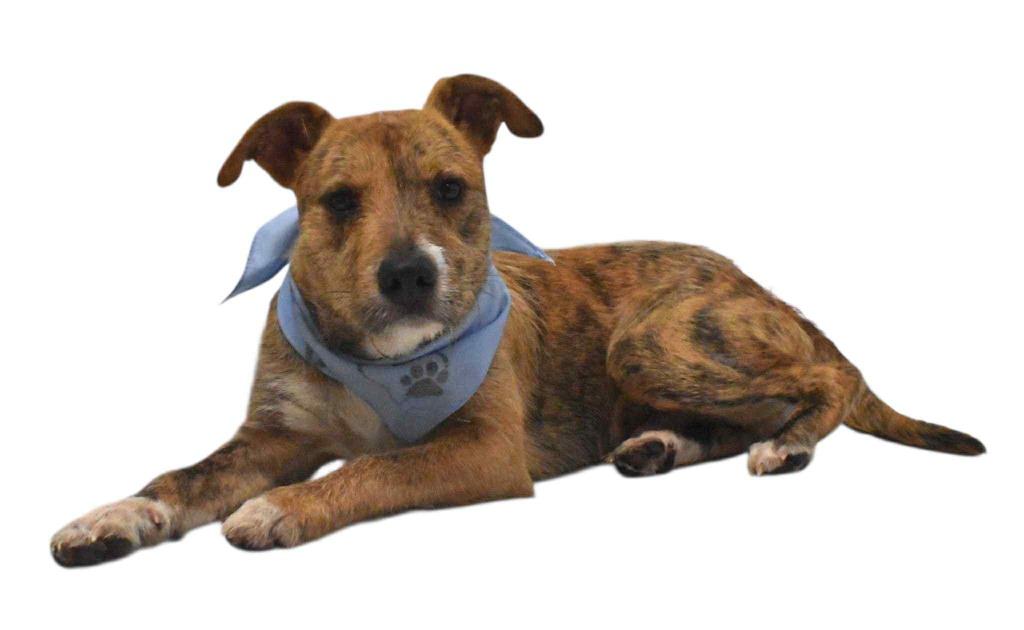 Enlarge Pretzel, a Adoptable Wirehaired Terrier in Springfield, OH image 3/6