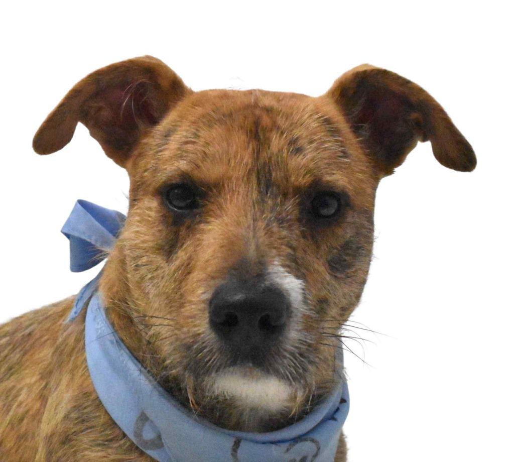 Enlarge Pretzel, a Adoptable Wirehaired Terrier in Springfield, OH image 4/6