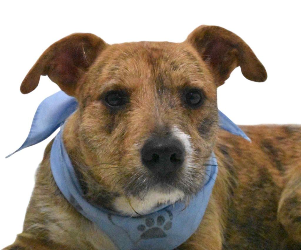 Enlarge Pretzel, a Adoptable Wirehaired Terrier in Springfield, OH image 5/6