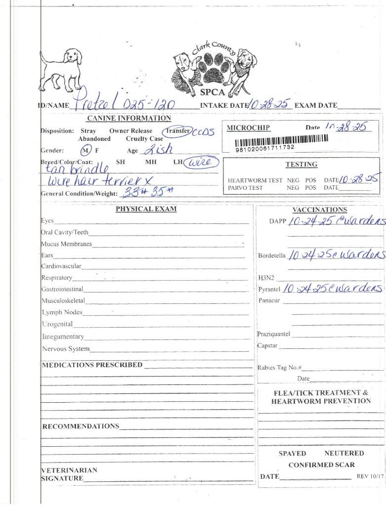 Enlarge Pretzel, a Adoptable Wirehaired Terrier in Springfield, OH image 6/6