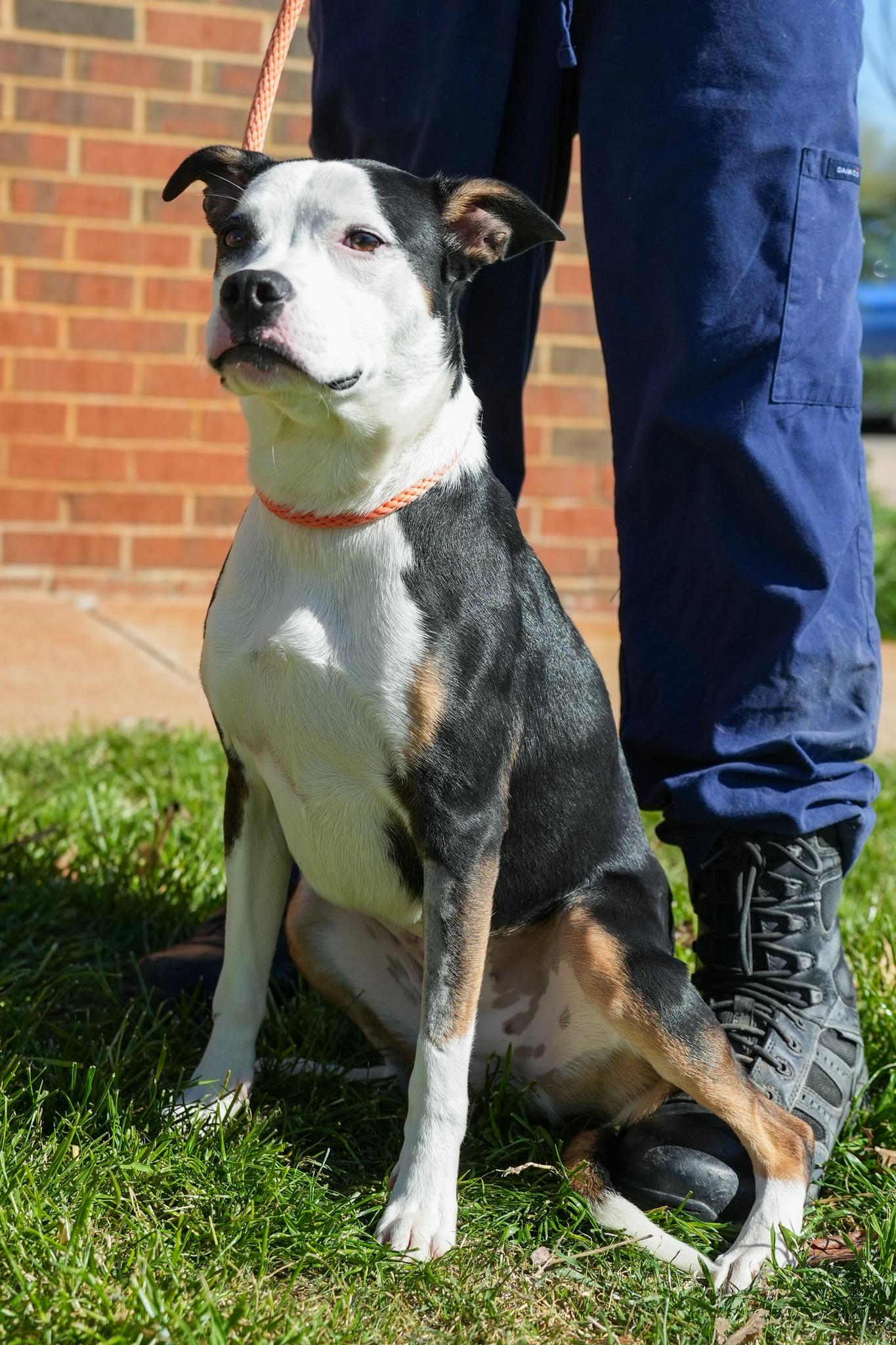 Meka, adopted, Young Female Pit Bull Terrier.