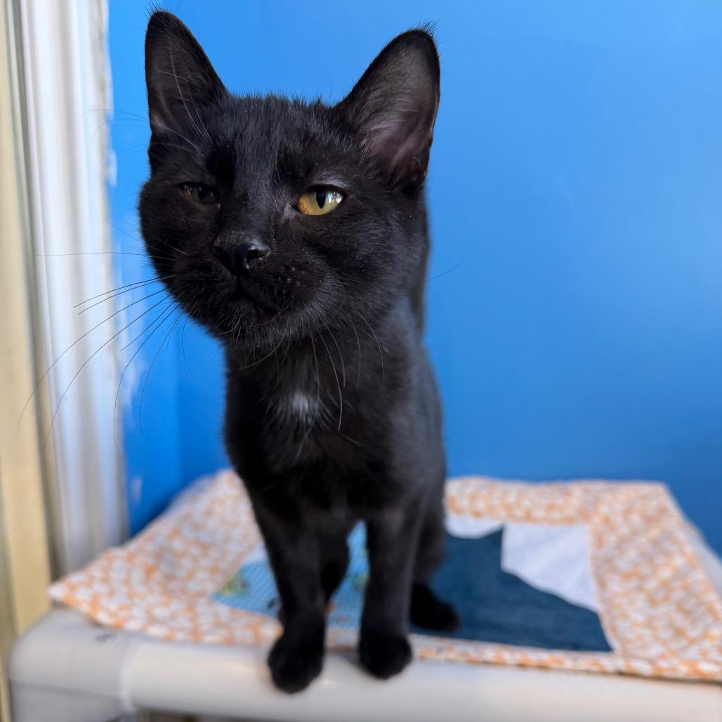 Anya, Adoptable, Kitten Female Domestic Short Hair.