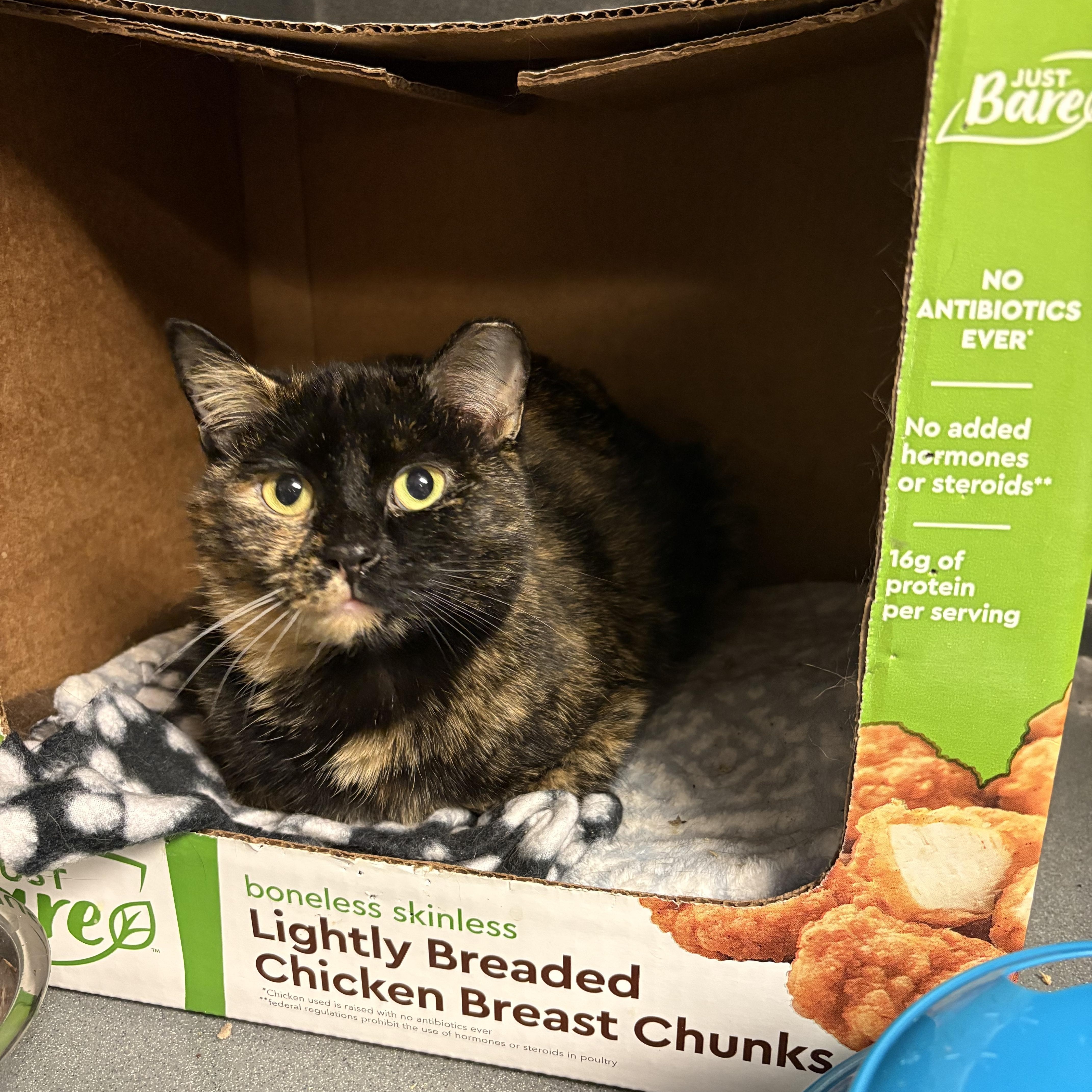 Enlarge Tippy, a Adoptable Tortoiseshell in Oberlin, OH image 1/1