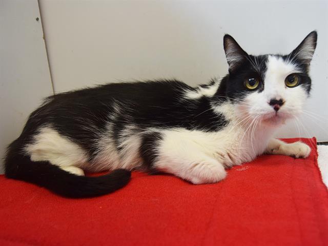 KENTARO, Adoptable, Senior Male Domestic Short Hair.