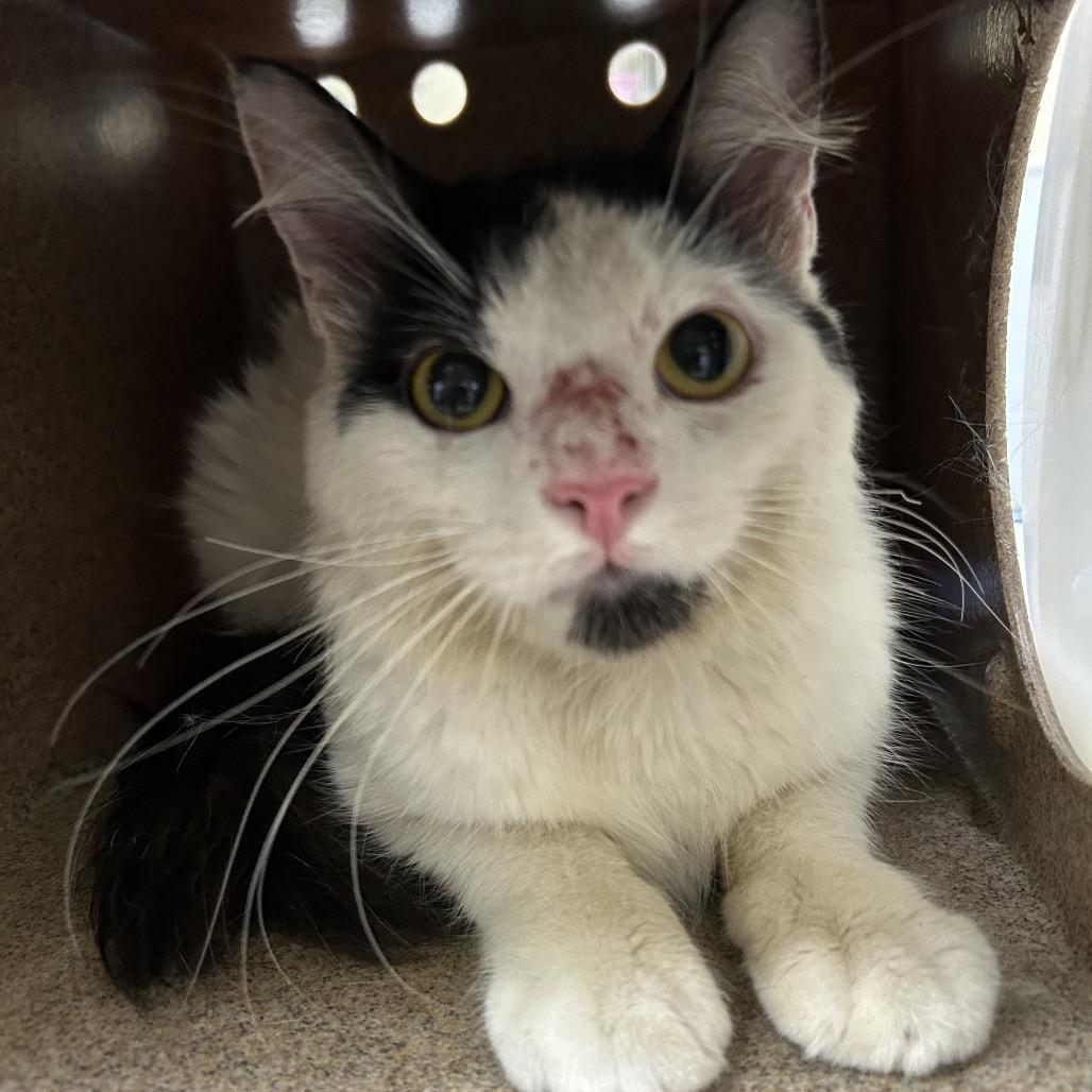Atlas, Adoptable, Young Male Domestic Medium Hair.