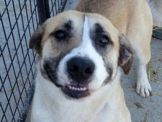 Whiskers, Adoptable, Adult Male Shepherd & Hound.