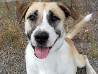Enlarge Whiskers, a Adoptable mixed breed in Anaconda, MT image 2/6