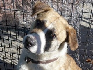 Enlarge Whiskers, a Adoptable mixed breed in Anaconda, MT image 3/6