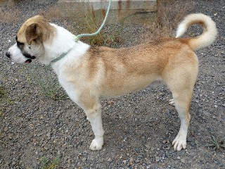 Enlarge Whiskers, a Adoptable mixed breed in Anaconda, MT image 4/6