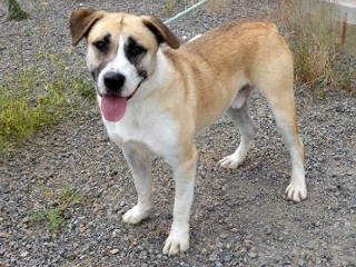 Enlarge Whiskers, a Adoptable mixed breed in Anaconda, MT image 5/6
