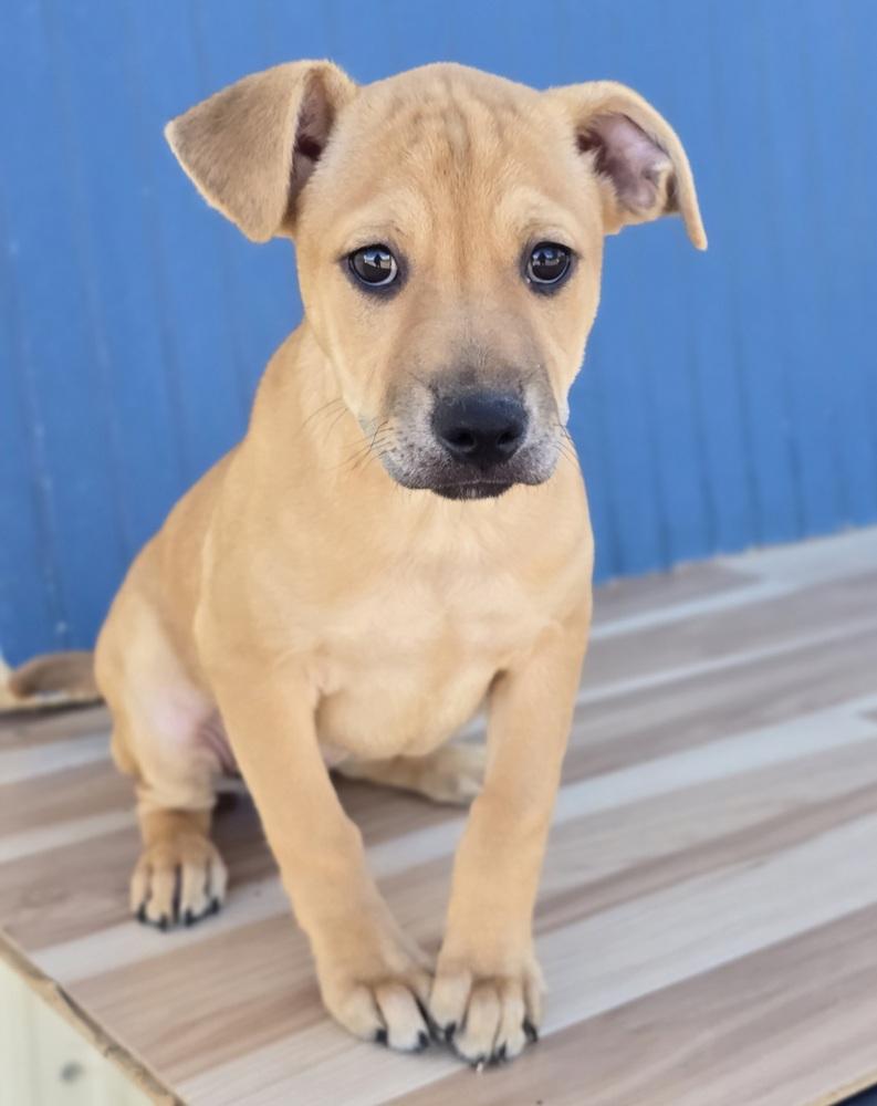 Daisy, Adoptable, Puppy Female Border Terrier & Labrador Retriever.