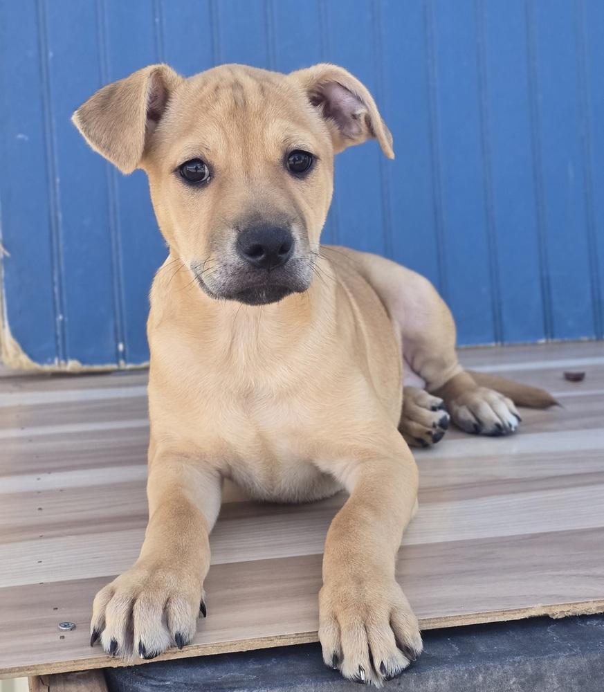 Enlarge Daisy, a Adoptable mixed breed in Sedalia, CO image 3/4