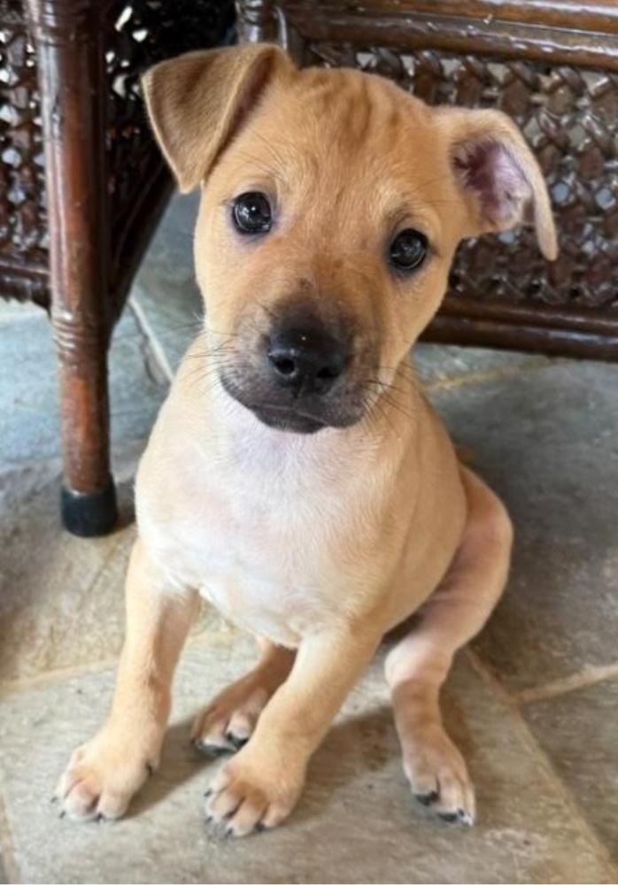 Enlarge Daisy, a Adoptable mixed breed in Sedalia, CO image 4/4