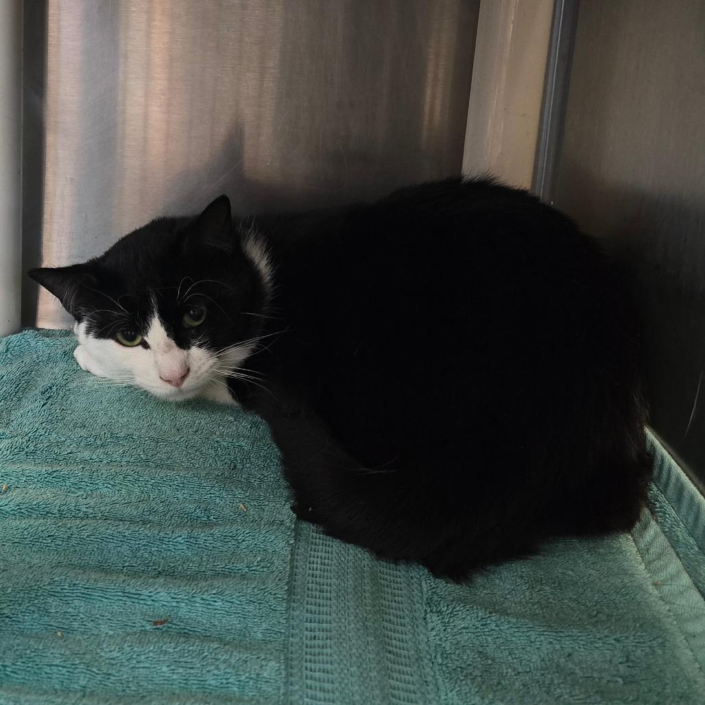 Enlarge Mickey, a Adoptable Domestic Medium Hair in Waldorf, MD image 1/3