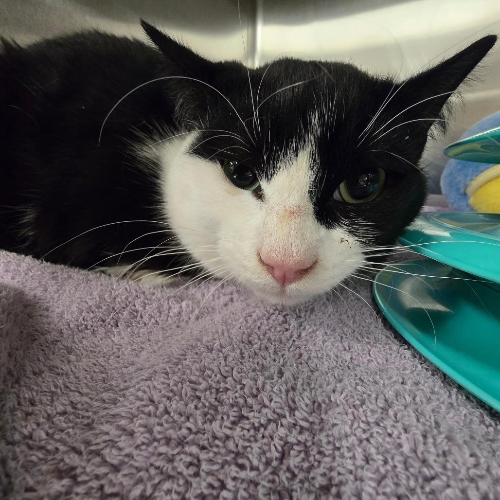 Enlarge Mickey, a Adoptable Domestic Medium Hair in Waldorf, MD image 3/3