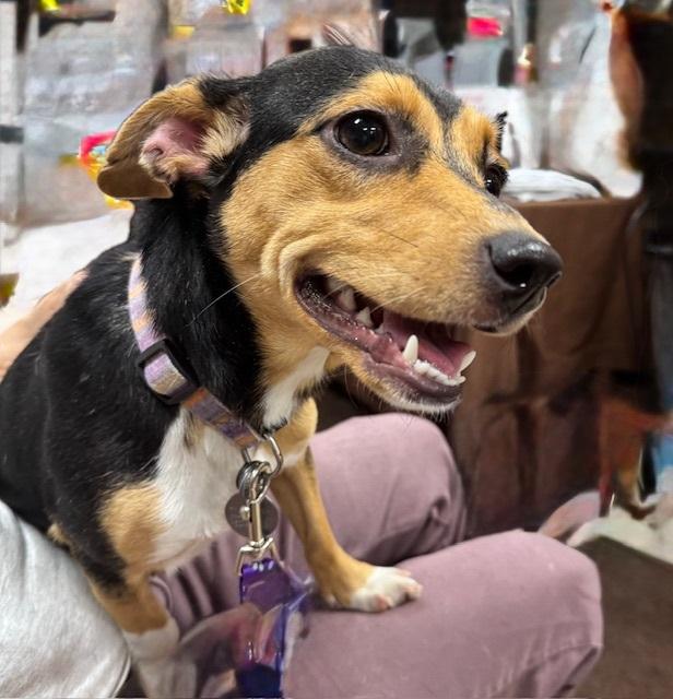 Enlarge Candy Cane, a Adoptable mixed breed in Sharpsville, PA image 1/1