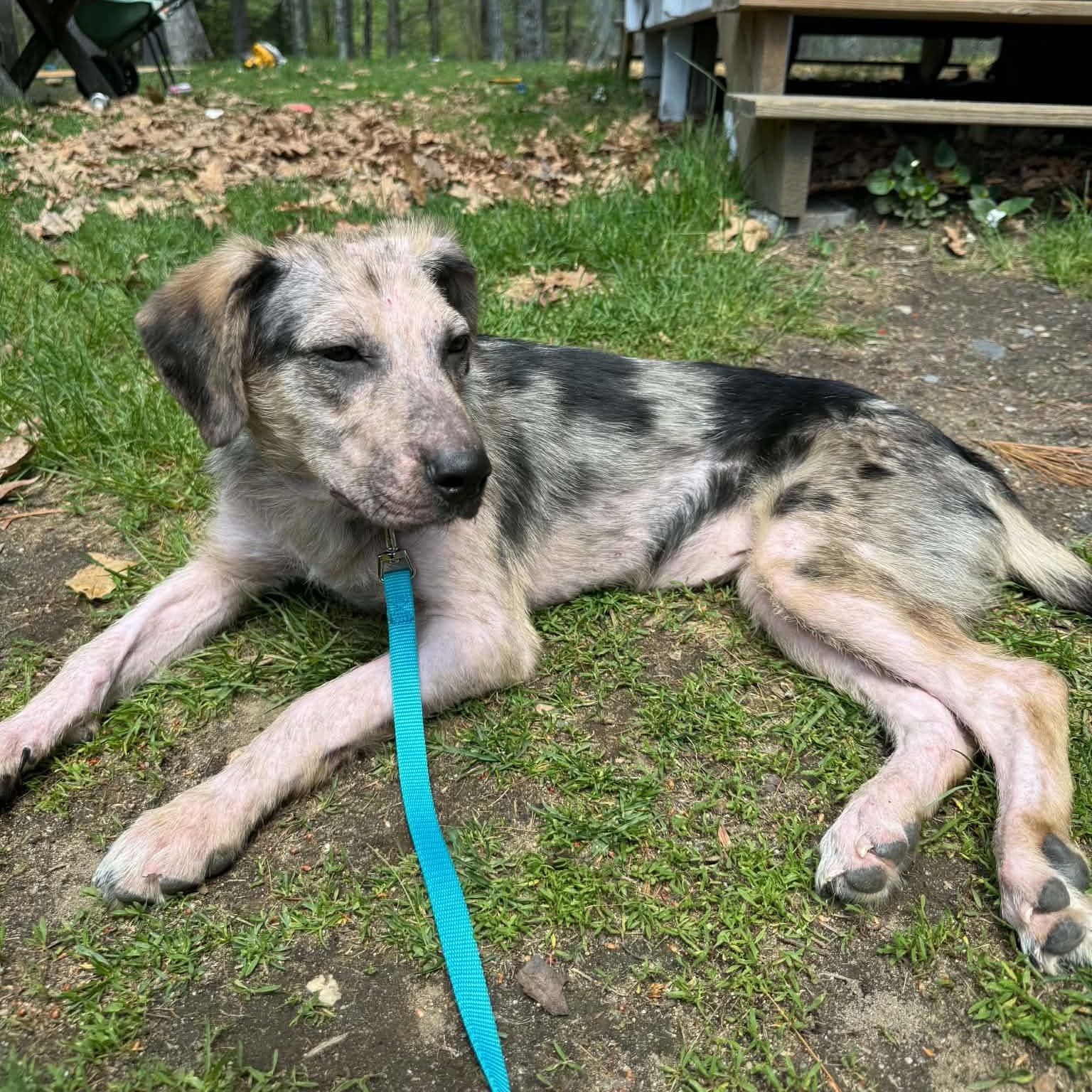 Enlarge Jordan, a ADOPTABLE mixed breed in Woolwich, ME image 2/5